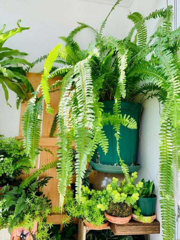 [COMPRE 1, LEVE 2] Plantas Artificiais Realista + Brinde - Naturallis