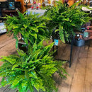 [COMPRE 1, LEVE 2] Plantas Artificiais Realista + Brinde - Naturallis