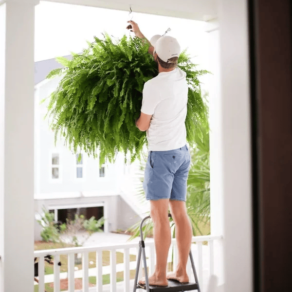 [COMPRE 1, LEVE 2] Plantas Artificiais Realista + Brinde - Naturallis